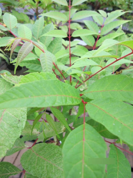 Cedrela sinensis Flamingo 3