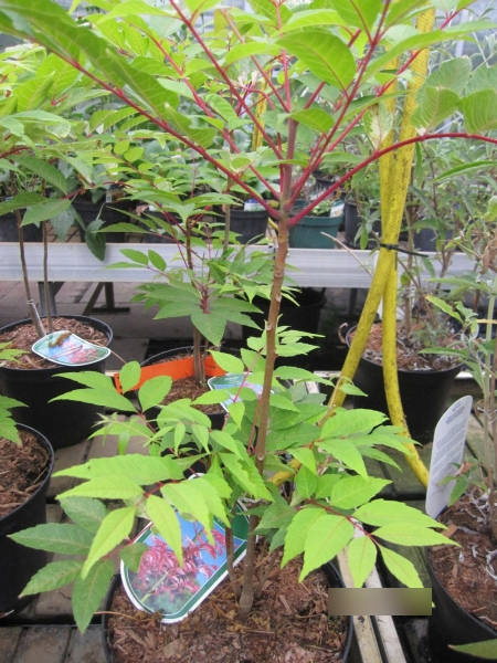 Cedrela sinensis Flamingo 1