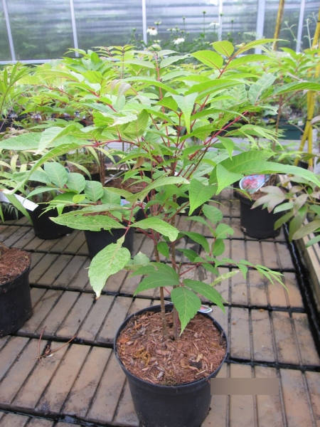 Cedrela sinensis Flamingo 2