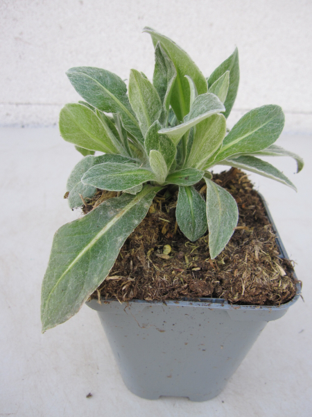 Centaurea montana Grandiflora 2