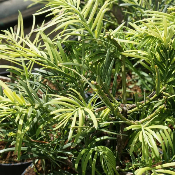 Cephalotaxus fortunei