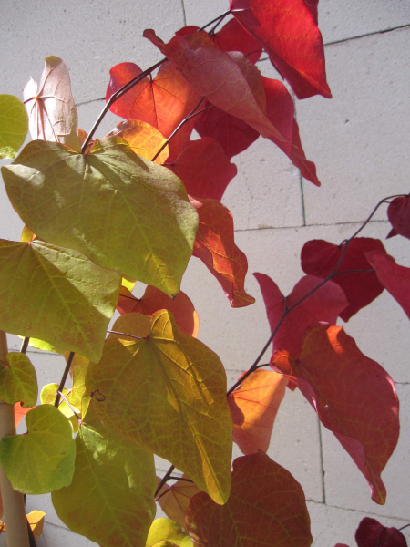 Cercis canadensis Eternal Flame 1