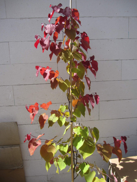 Cercis canadensis Eternal Flame 4