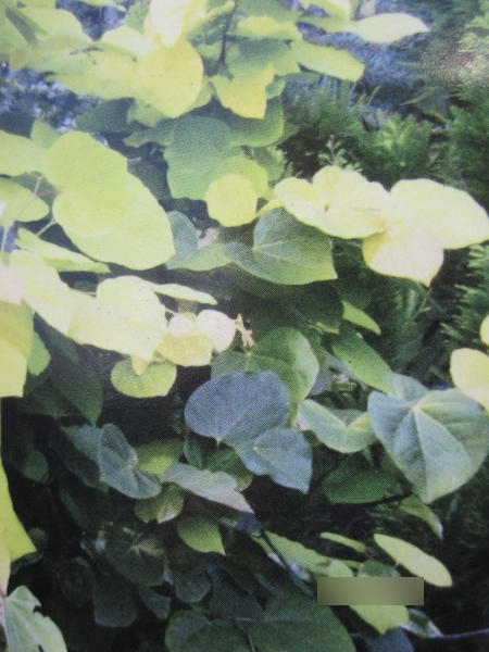 Judasbaum Melon Beauty