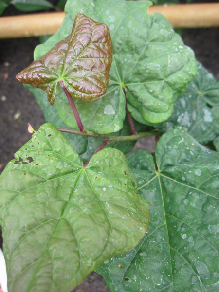 Cercis canadensis Little Woody  1