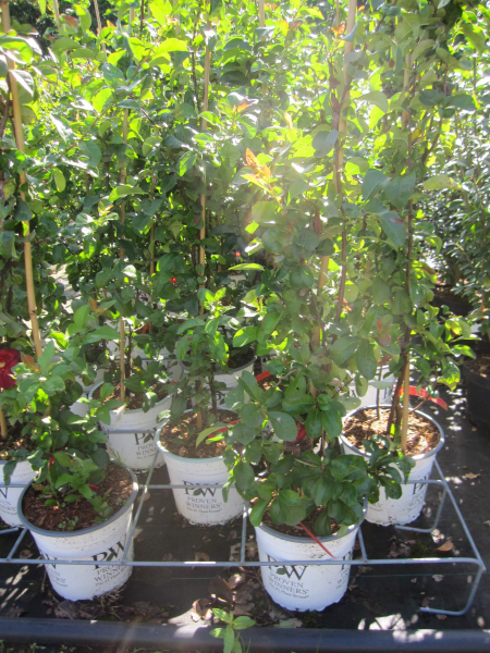 Chaenomeles speciosa Scarlet Storm 2