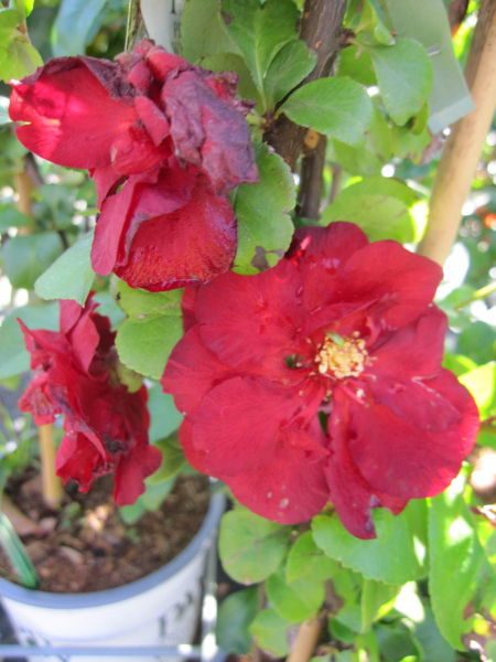 Chaenomeles speciosa Scarlet Storm 1