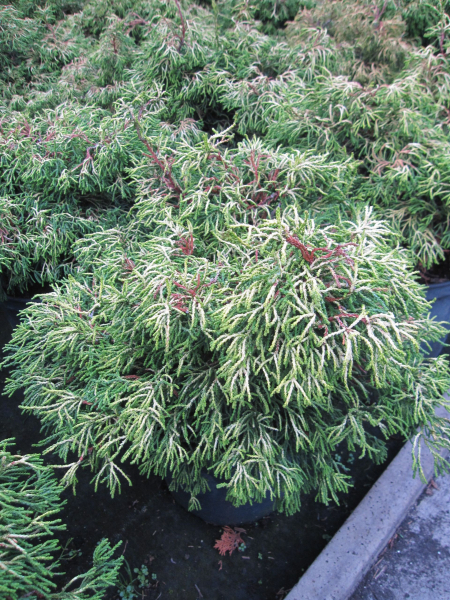 Gelbe Hinoki-Scheinzypresse