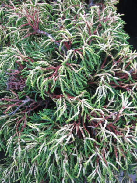 Chamaecyparis obtusa Tsatsumi Gold