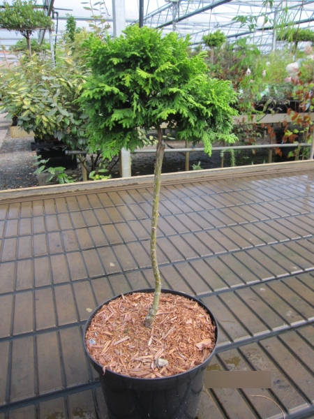 Chamaecyparis pisifera Golden Pincushion 1