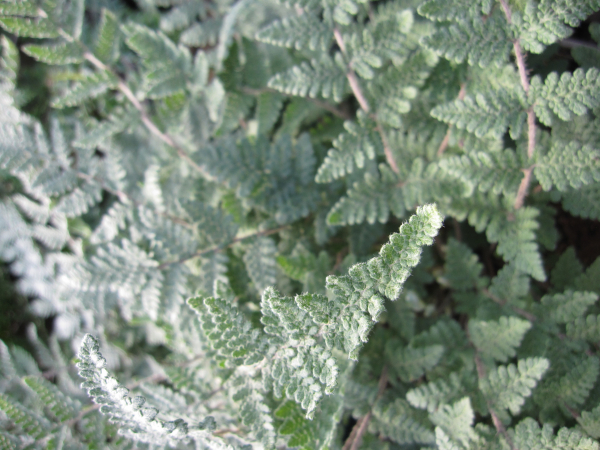 Cheilanthes lanosa 2
