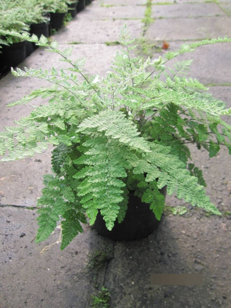 Cheilanthes lanosa Cimbra 1