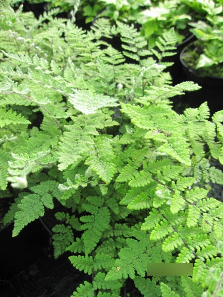 Cheilanthes lanosa Cimbra 4