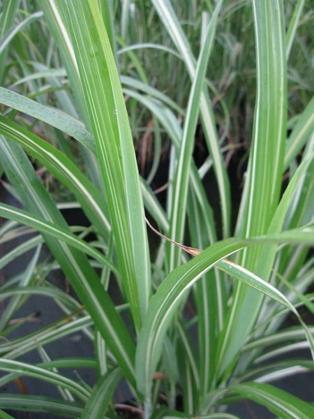 Chinaschilf Cabaret Miscanthus