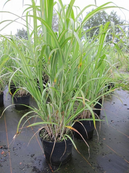 Chinaschilf Cabaret Miscanthus