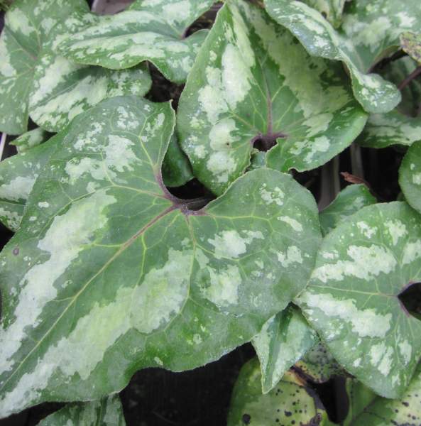 Asarum splendens 1