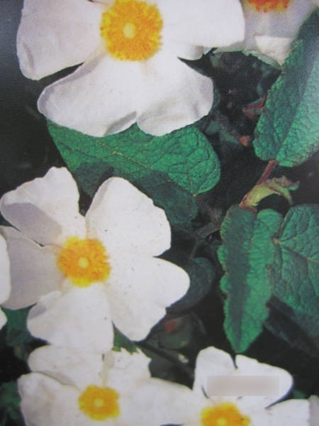Cistus corbariensis - Felsen-Zistrose