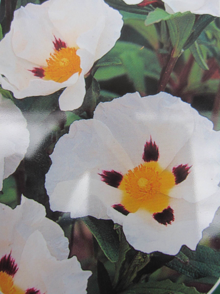 Cistus x loretii - x stenophyllus 1