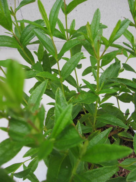 Cistus x loretii - x stenophyllus 3
