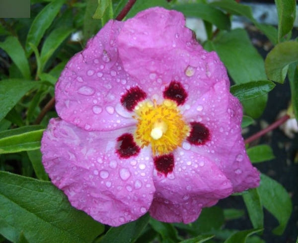 Cistus purpureus 1