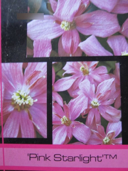 Clematis montana Pink Starlight2