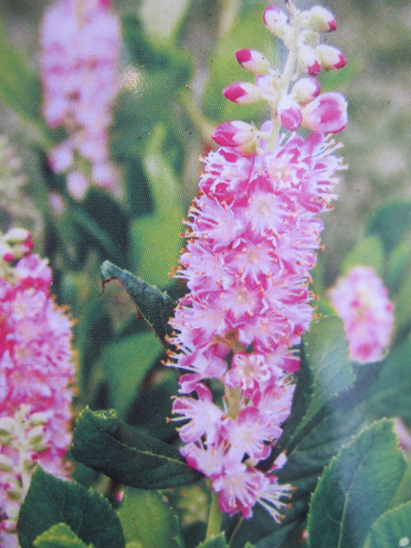 Clethra alnifolia Ruby Spice