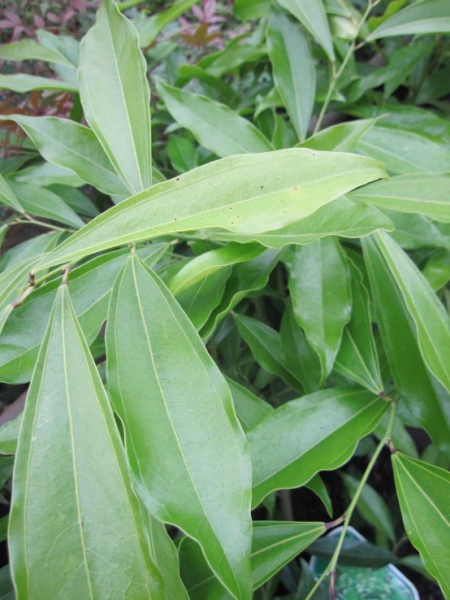 Cocculus laurifolius 2