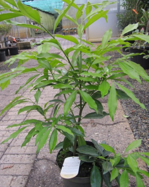 Lorbeerschneckenbaum 1
