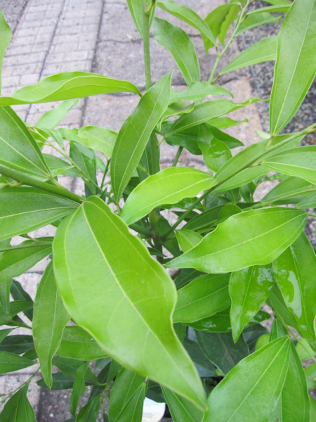 Himalaya-Kokkelstrauch 3