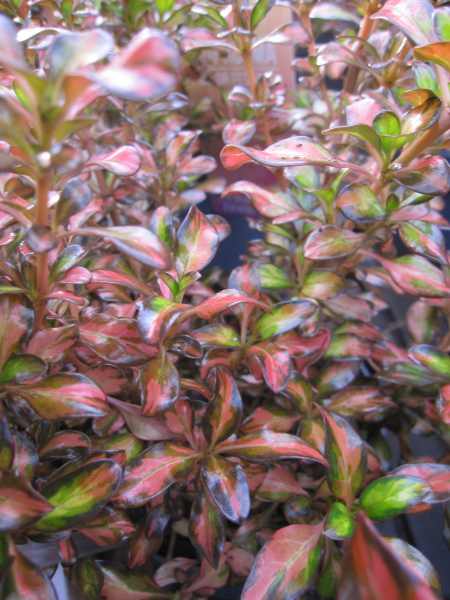 Coprosma Evening Glow