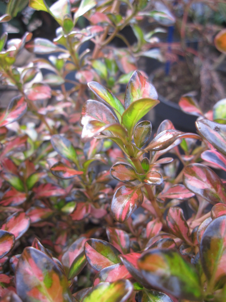 Coprosma Evening Glow