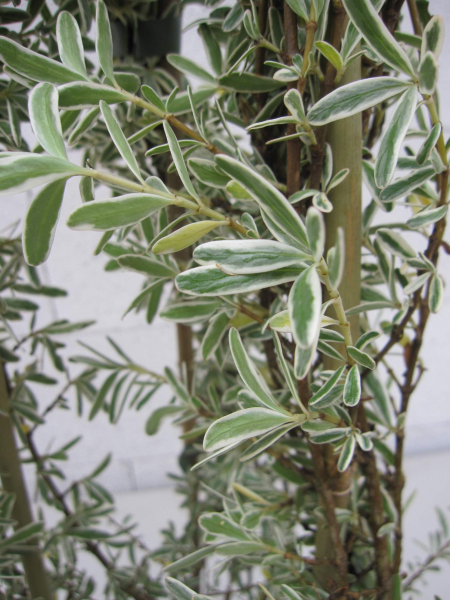 Spiegelbusch Variegata 3