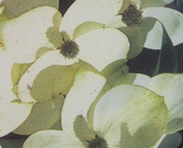 Blumenhartriegel Empress of China 1