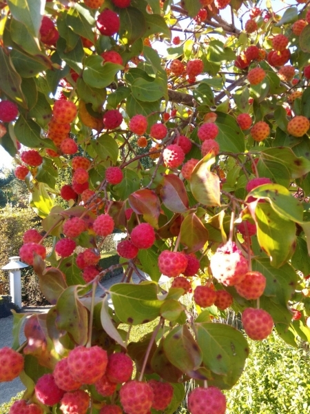 Cornus kousa Satomi