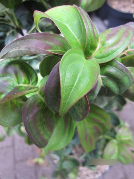 Cornus kousa Girards Dwarf