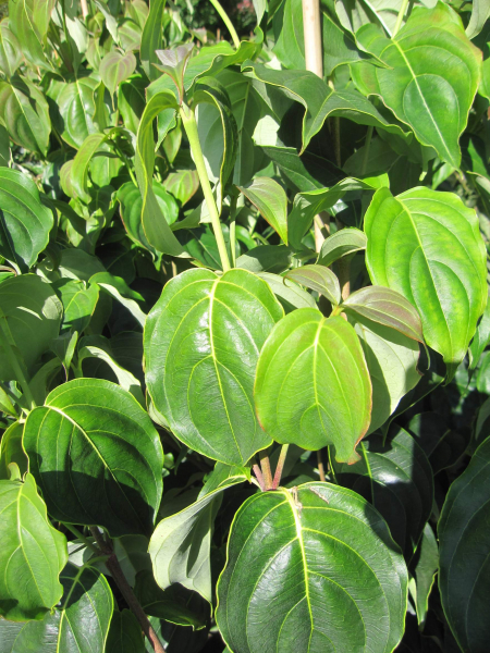 Cornus kousa Red Whirlwind 1
