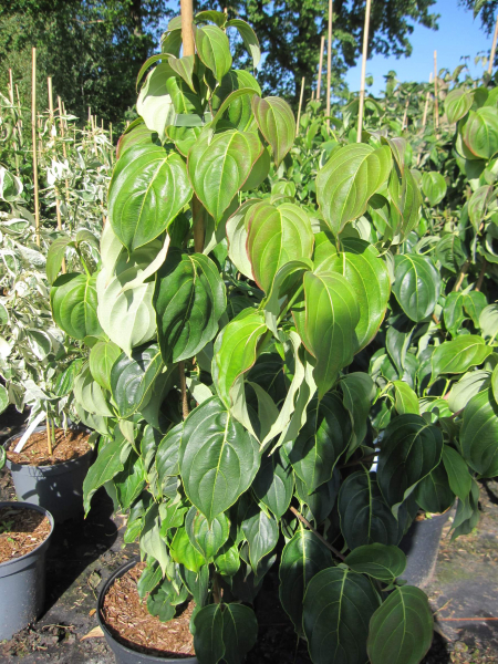 Cornus kousa Red Whirlwind 2