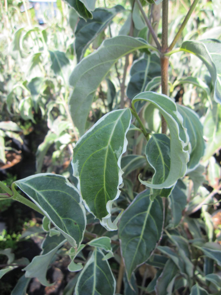 Cornus kousa Teresa 1