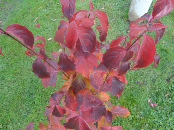 Cornus kousa chinensis