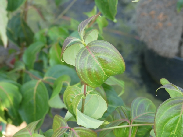 Cornus kousa Satomi