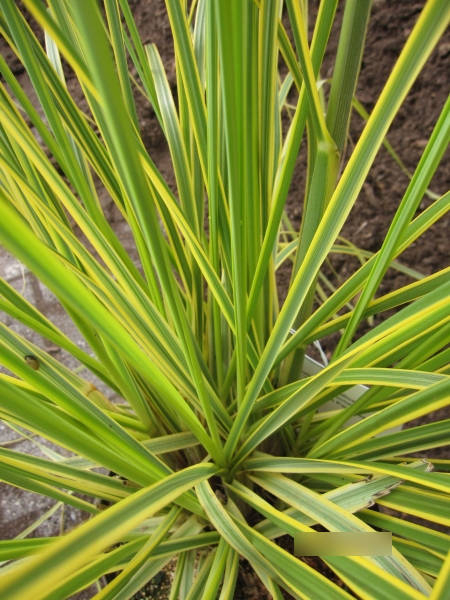 Cortaderia selloana Golden Comet  1