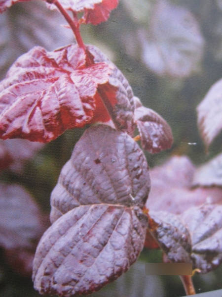 rotlaubige Haselnuss Annys Purple dream1
