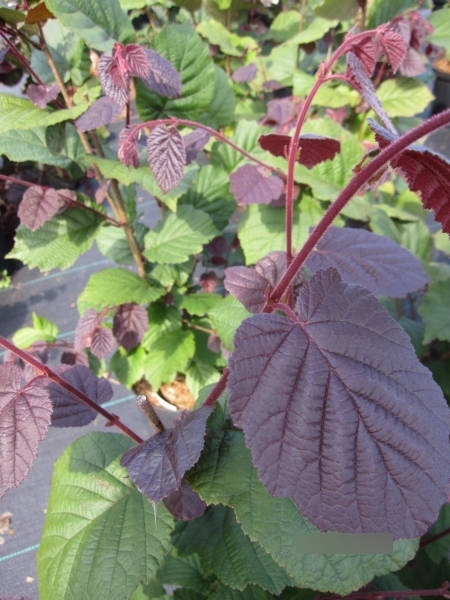 Corylus avellana Rotblättrige Zellernuss 2
