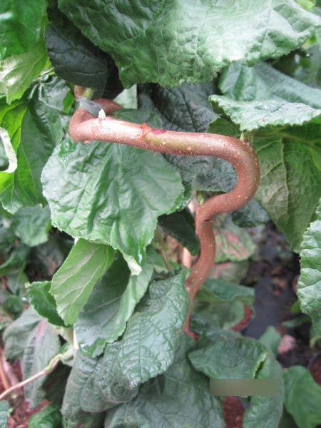 Corylus avellana Contorta