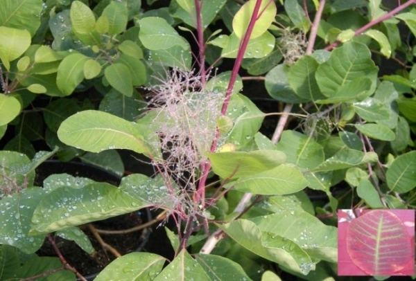Cotinus coggygria 1