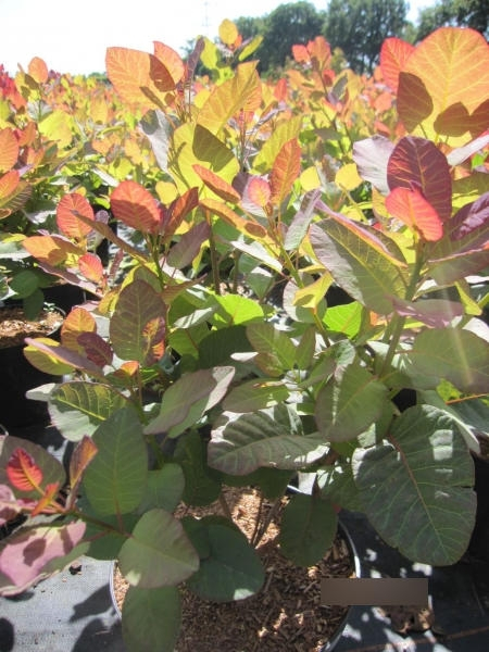 Cotinus coggygria Old Fashioned 1