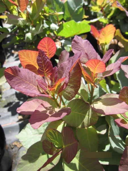 Cotinus coggygria Old Fashioned 2