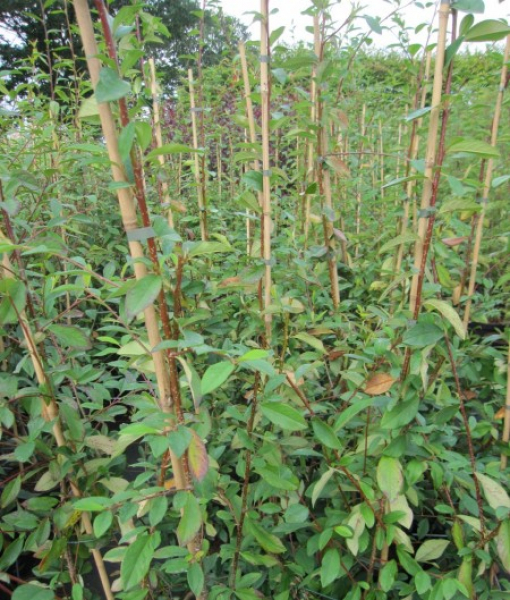 Cotoneaster watereri Pendulus 2