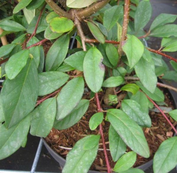 Cotoneaster watereri Pendulus 3