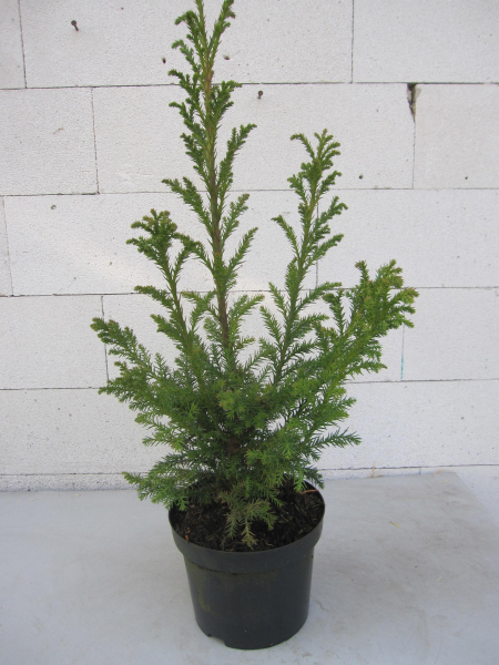 Crytomeria japonica Giokomo - Sicheltanne Giokomo - 40-60cm